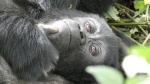 Reflexionando, gorila, Bwindi Impenetrable Forest