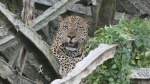Leopardo, Queen Elisabeth National Park