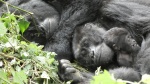 Mukiza and family, Bwindi Impenetrable Forest
Gorila, lomo plateado, Ruhija, Bwindi, Impenetrable, Forest, Uganda