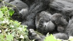 Mukiza and family, Bwindi Impenetrable Forest