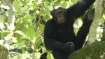 Chimpancé 2 en Kyambura Gorge