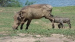 Pumba´s family, Lago Mburo