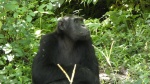 Chimpancé 3 en Kyambura Gorge