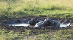 Búfalo-pool en Queen Elisabeth National Park