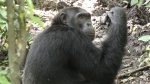 Chimpancé 5 en Kyambura Gorge