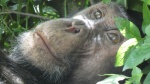 Chimpancé en Kyambura Gorge
Chimpancé, Kyambura, Gorge, Queen, Elisabeth, National, Park