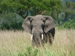 Elefante en Queen Elisabeth National Park