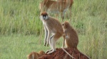 Monos en Murchison Falls National Park