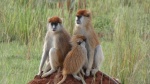 Familia de monos en Murchison Falls National Park