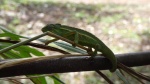 Camaleón en Bigodi, Uganda