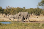 Etosha elefantes
Etosha, elefantes