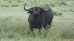 Búfalo Nakuru
Búfalo, Nakuru