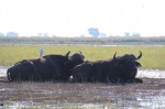 Búfalos Chobe Riverfront