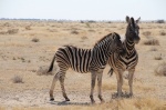 Cebras
Cebras, Etosha