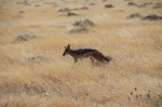 Chacal Etosha