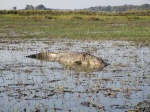 Cocodrilo Mahango Game Reserve
Cocodrilo, Mahango, Game, Reserve