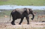 Elefante Chobe Riverfront