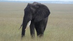 Elefante Masai Mara
Elefante, Masai, Mara