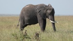 Elefante Masai Mara2
