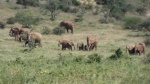 Elefantes
Elefantes