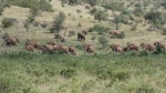 Elefantes2