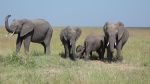 Manada de elefantes Masai Mara