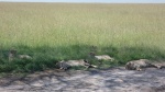 5 guepardos Masai Mara