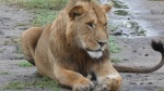 Manada leones 2