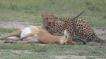 Guepardos Masai Mara2