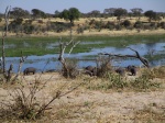 Hipopótamos en Makgadikgadi Pans National Park
Hipopótamos, Makgadikgadi, Pans, National, Park