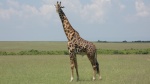 Jirafa Masai Mara
