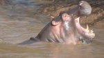 Hipopótamo Masai Mara