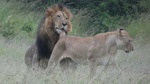 Leones Masai Mara