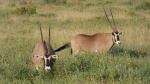 Oryx
Oryx