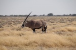 Oryx
Oryx, Etosha