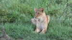 Simba, Murchison Falls National Park