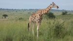 Jirafa en Murchison Falls National Park
Jirafa,Murchison,Falls,National,Park