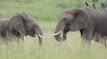 Elefantes en Murchison Falls National Park
Elefantes,Murchison,Falls,National Park