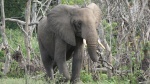 Elefante, Murchison Fall National Park