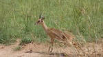 Cérvidos, Murchison Falls National Park