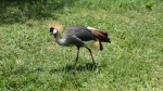 Grulla coronada, pájaro nacional de Uganda