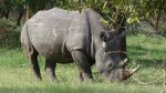 Rinoceronte, Rhino Ziwa Sanctuary, Uganda