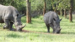 Rinocerontes, Rhino Ziwa Sanctuary, Uganda