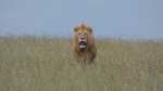 Rey Leon Masai Mara
Leon, Masai, Mara