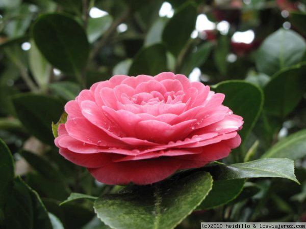 camelia
una de las tantas flores de las que se puede disfrutar en este maravilloso pazo gallego
