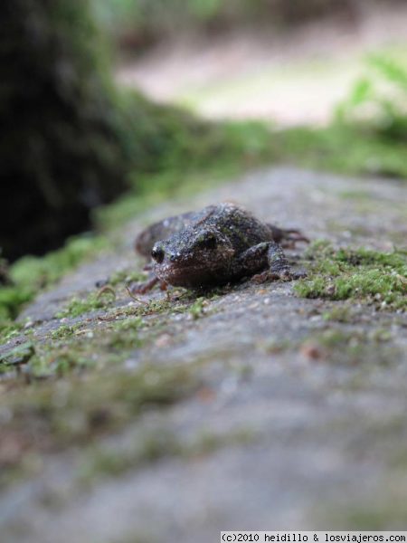 lagarto
tal es la paz que se respira en los jardines de este pazo, que hasta los lagartos permanecen tranquilos ante la insistente mirada de mi cámara. Estuvimos un rato sacándole fotos y el pobre aguantó con la paciencia de un modelo profesional
