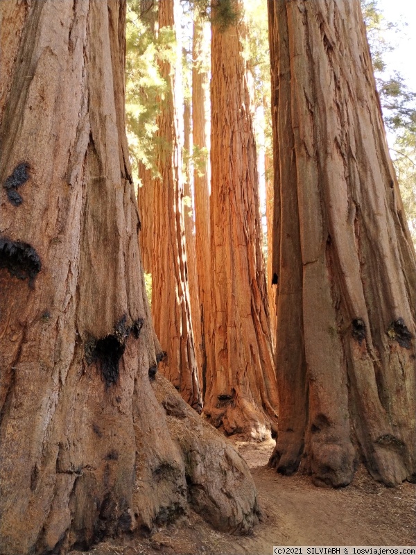 DIA 17 – SEQUOIA NP - Ruta soñada por la Costa Oeste de USA (5)