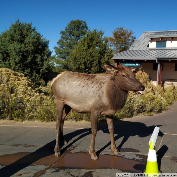 ELK
ELK
