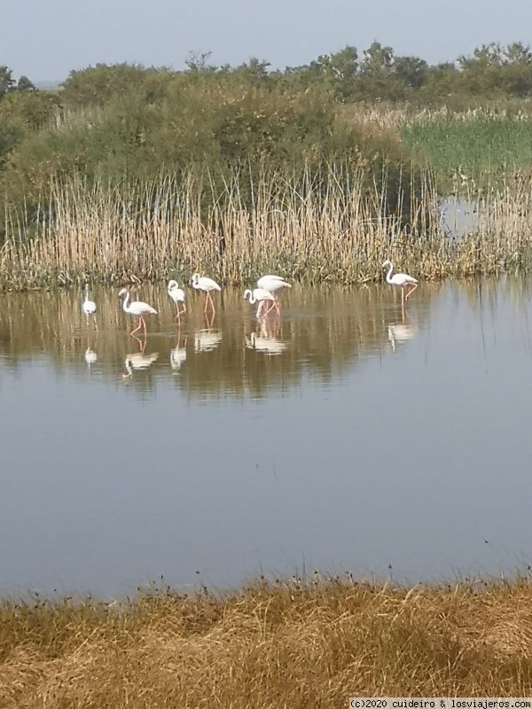 Huelva y provincia - Blogs de España - ALMONTE - PARQUE NACIONAL DE DOÑANA (5)