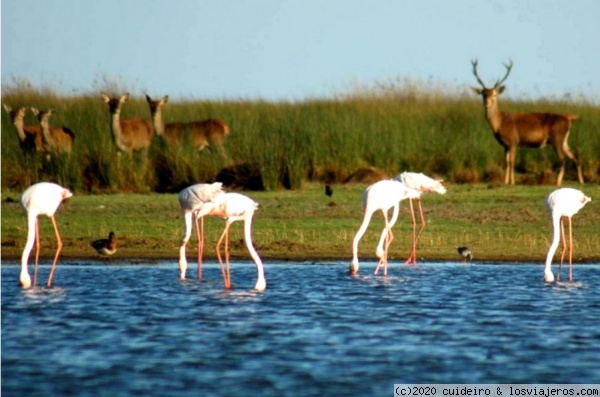 flamencos en doñana
algunas aves que podrás avistar
